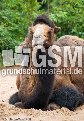 Kamel (16 von 108).jpg